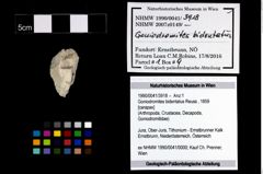Foto (Objekt + Etikett) von Goniodromites bidentatus (Reuss, 1859)  (NHMW-GEO-1990-0041-3918)